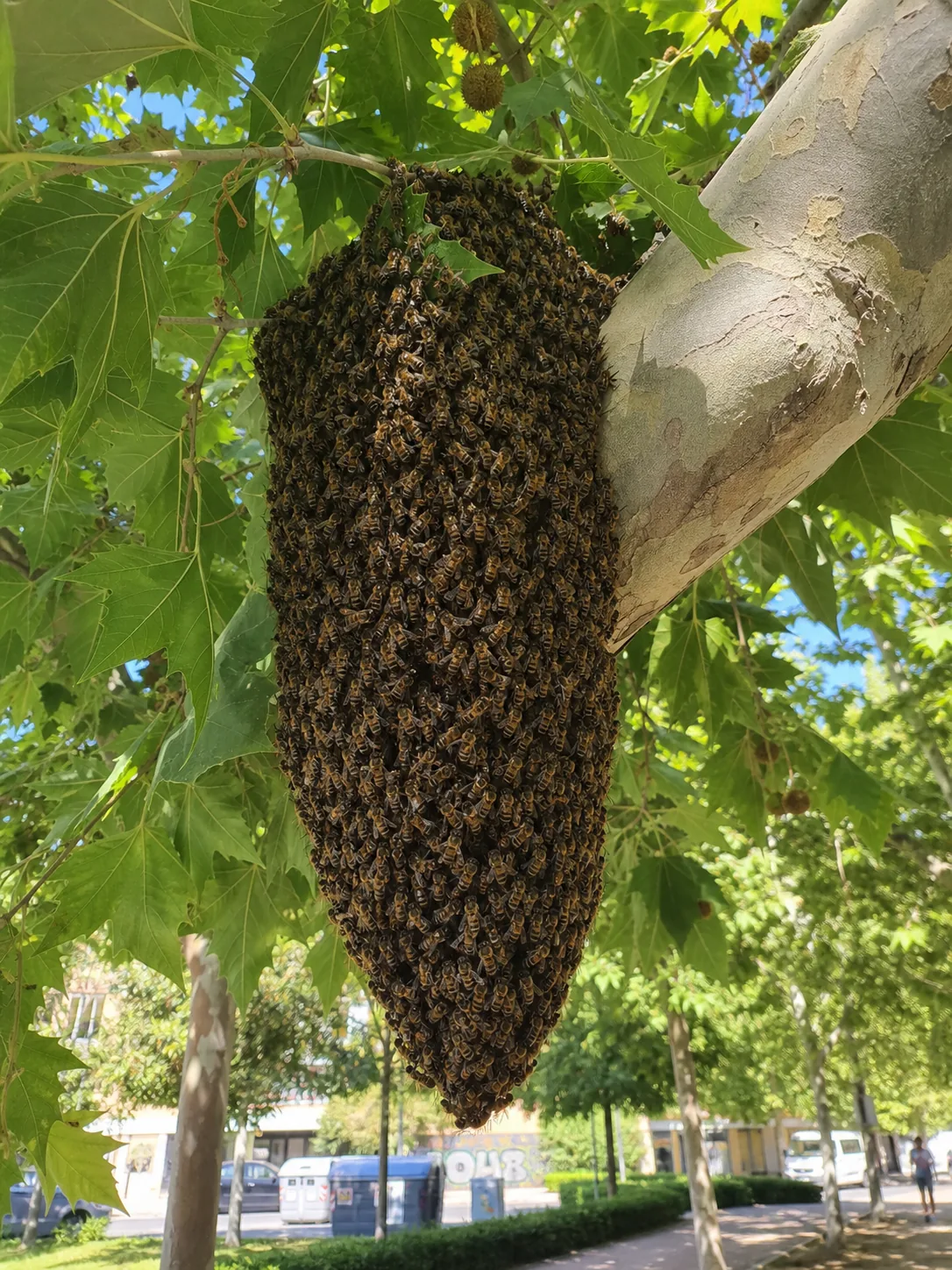 Tratamiento de abejas y enjambres en Badalona — BadaPest