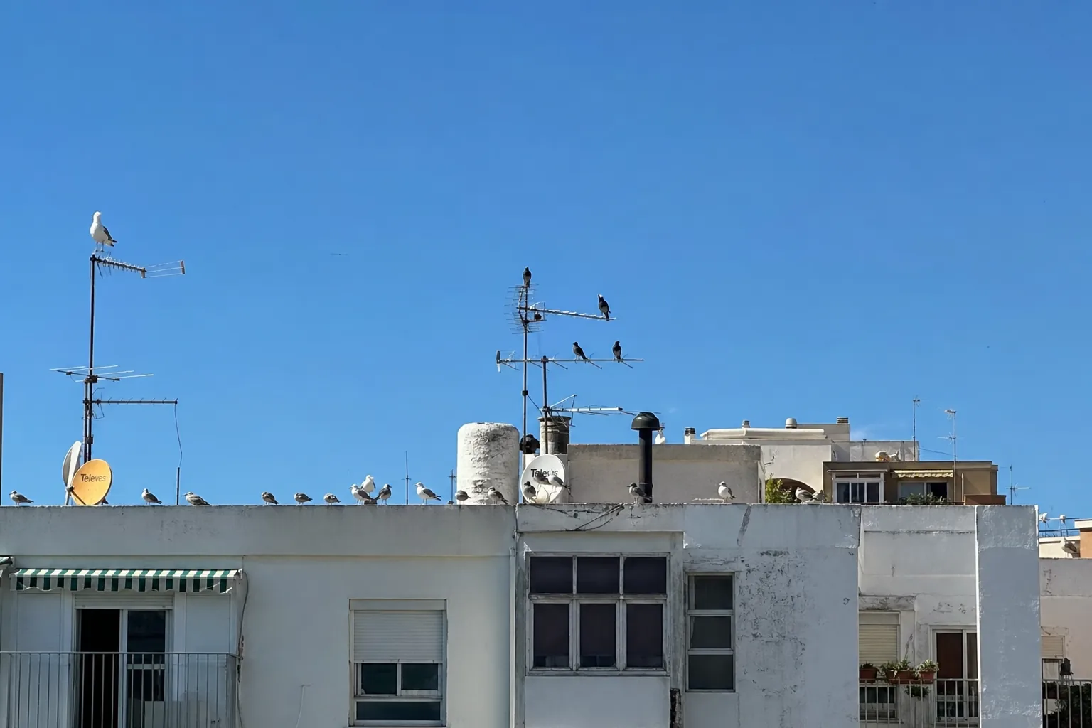Control de aves urbanas en cubiertas y cornisas
