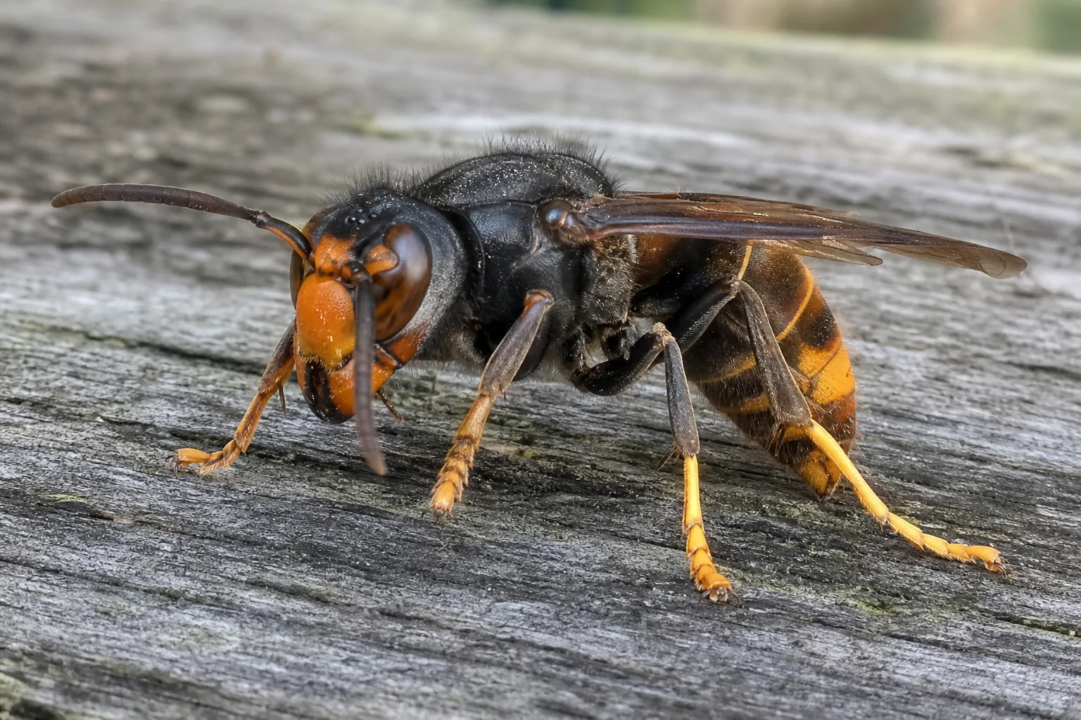 Avispa asiática (Vespa velutina) en detalle