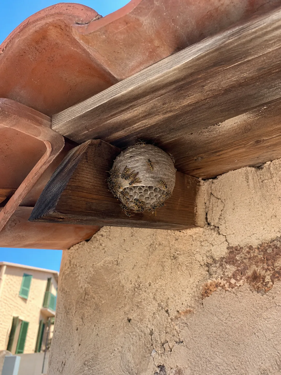Tratamiento de avispas en Badalona — BadaPest