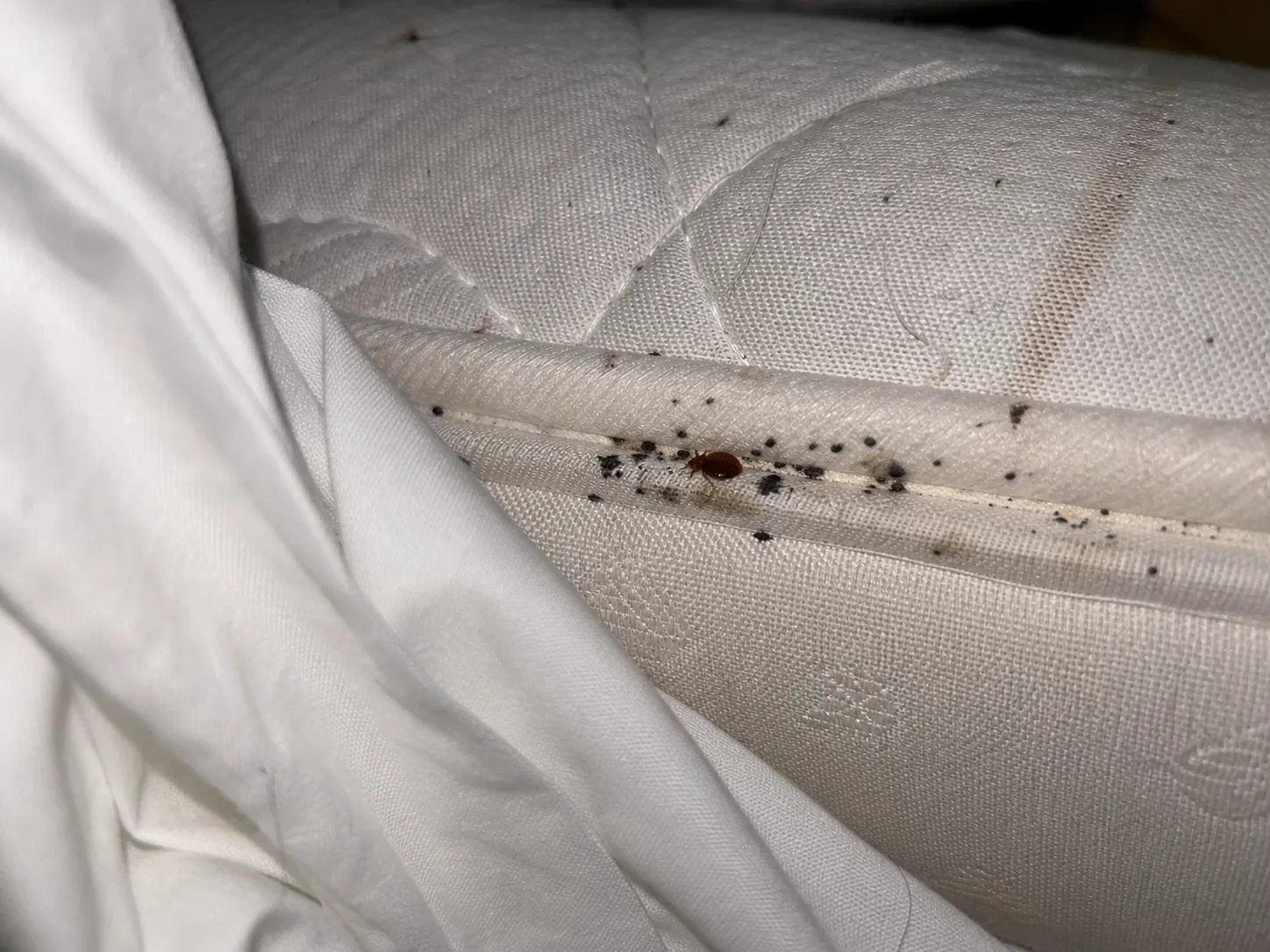 Picaduras al despertar: chinches, pulgas o mosquitos