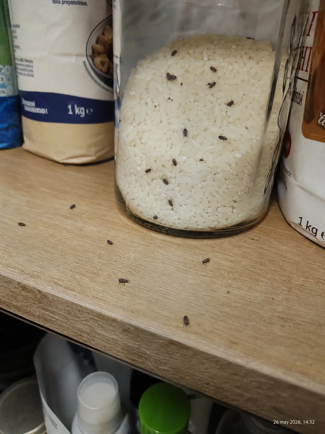 Gorgojos en un bote de arroz de la despensa