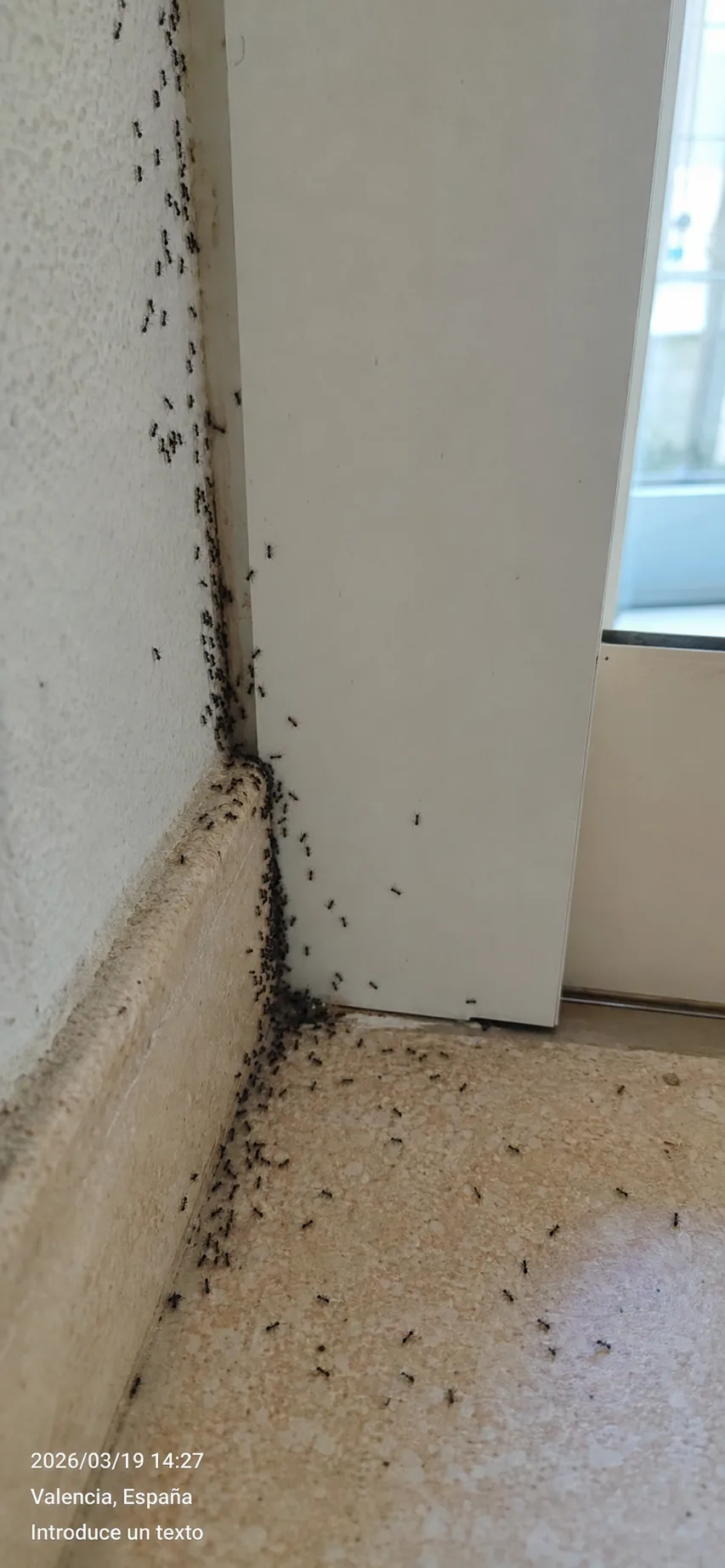 Tratamiento de hormigas en Badalona — BadaPest