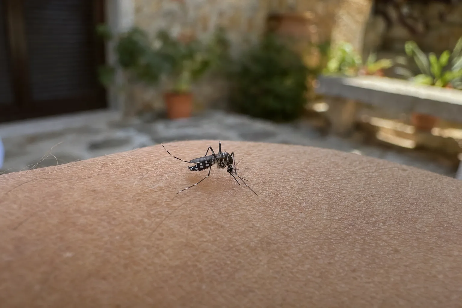 Tratamiento de mosquito tigre en Badalona — BadaPest