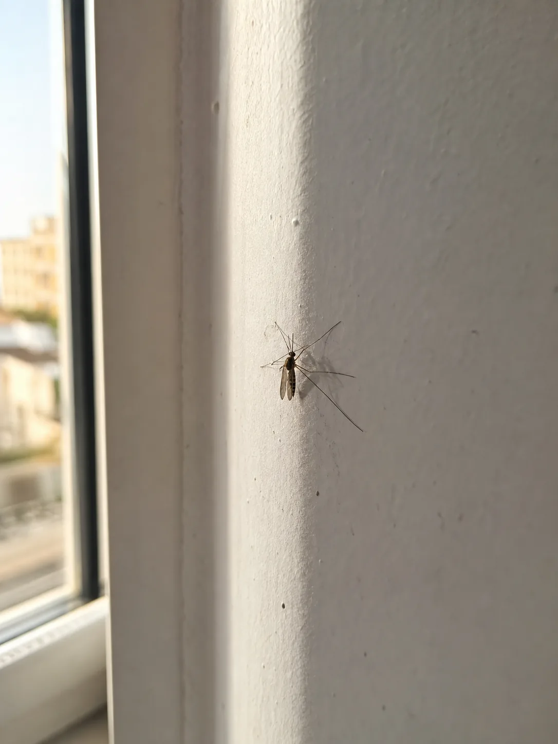 Tratamiento de mosquitos en Badalona — BadaPest