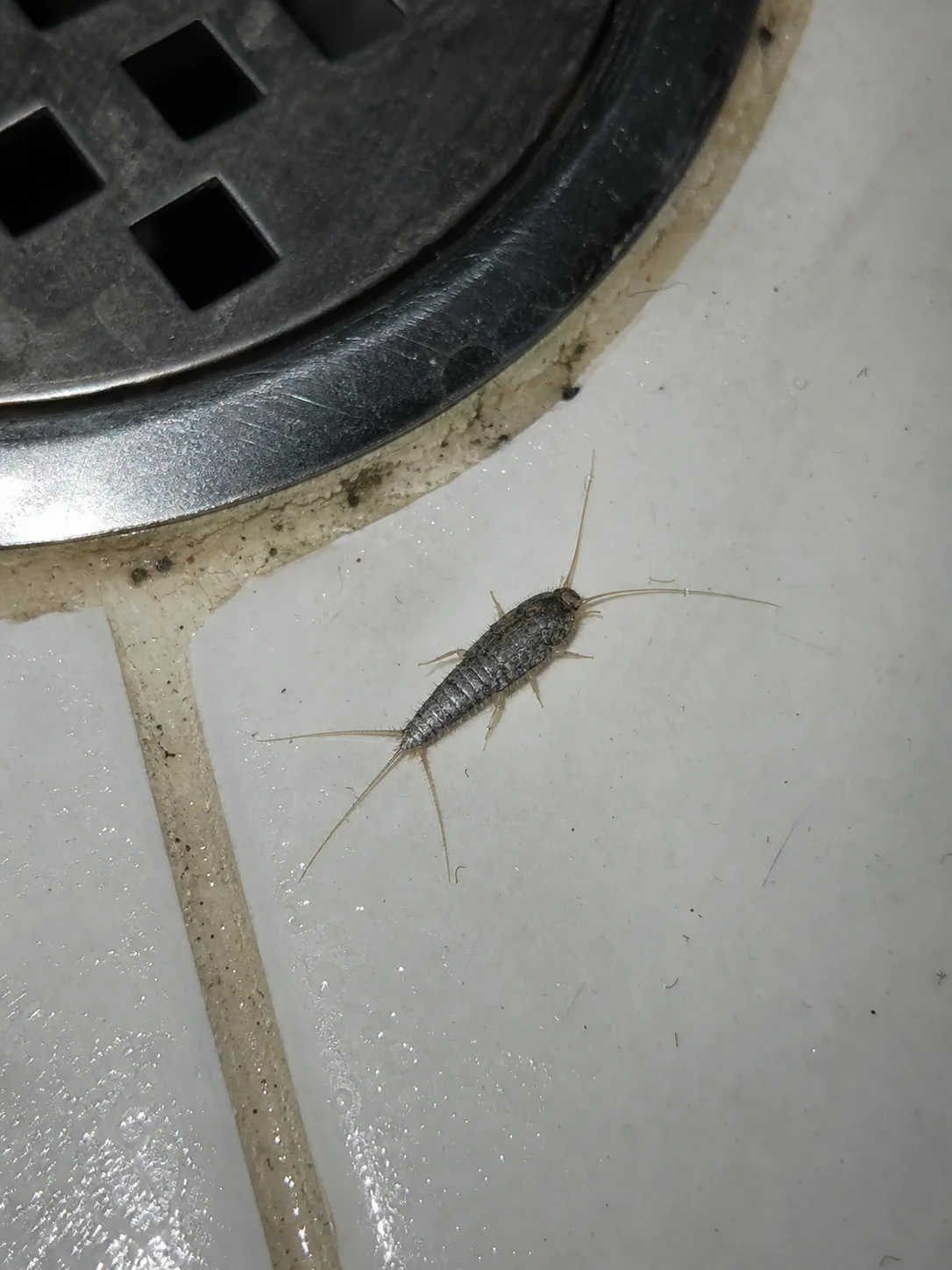 Pececillo de plata junto al desagüe del baño