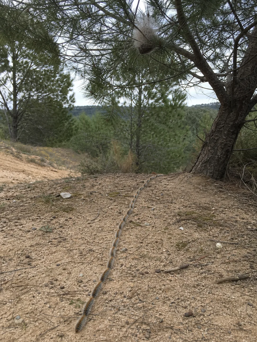 Tratamiento de procesionaria del pino en Badalona — BadaPest