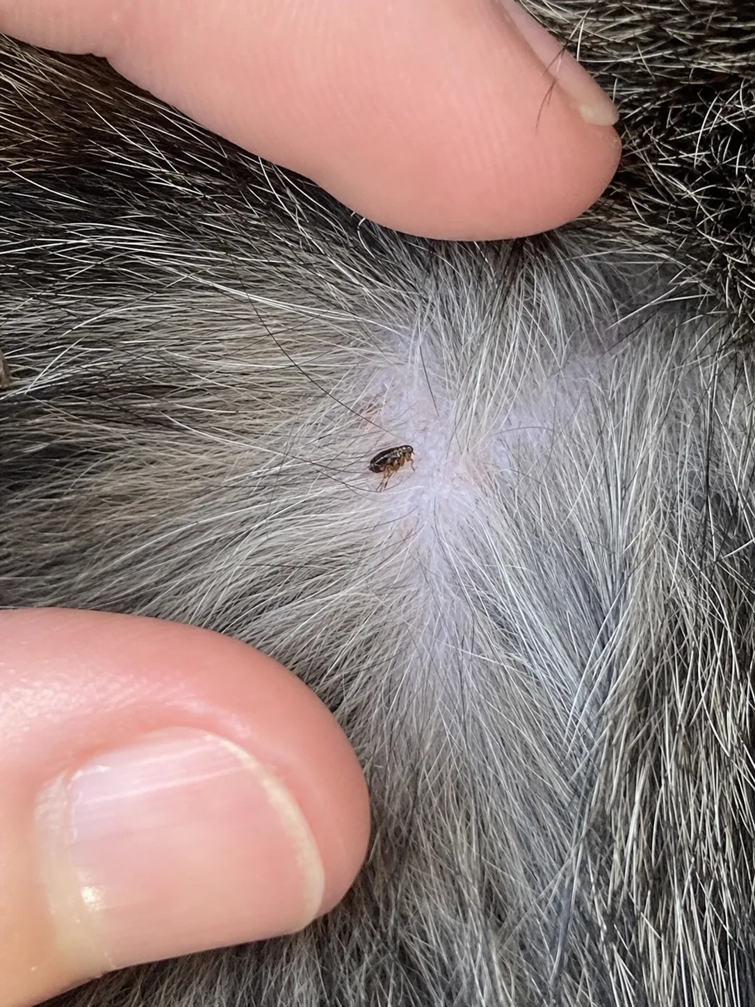 Pulga en detalle sobre el pelaje de una mascota
