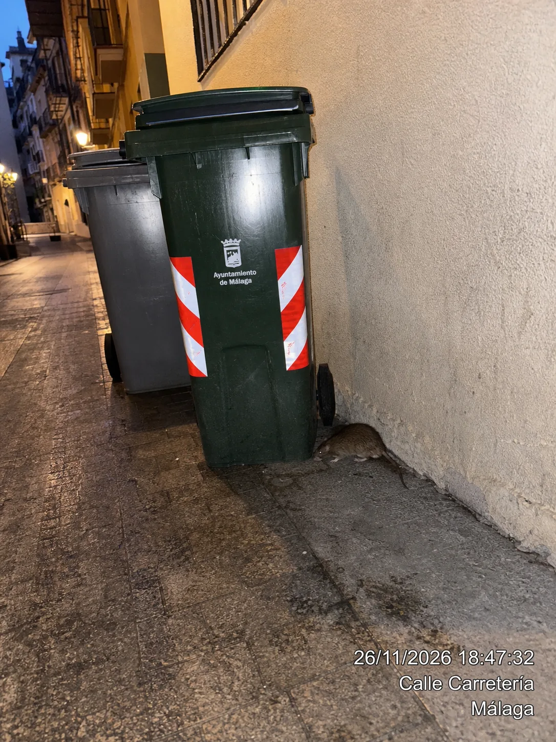 Ruidos en el techo de noche: cómo saber si son ratas