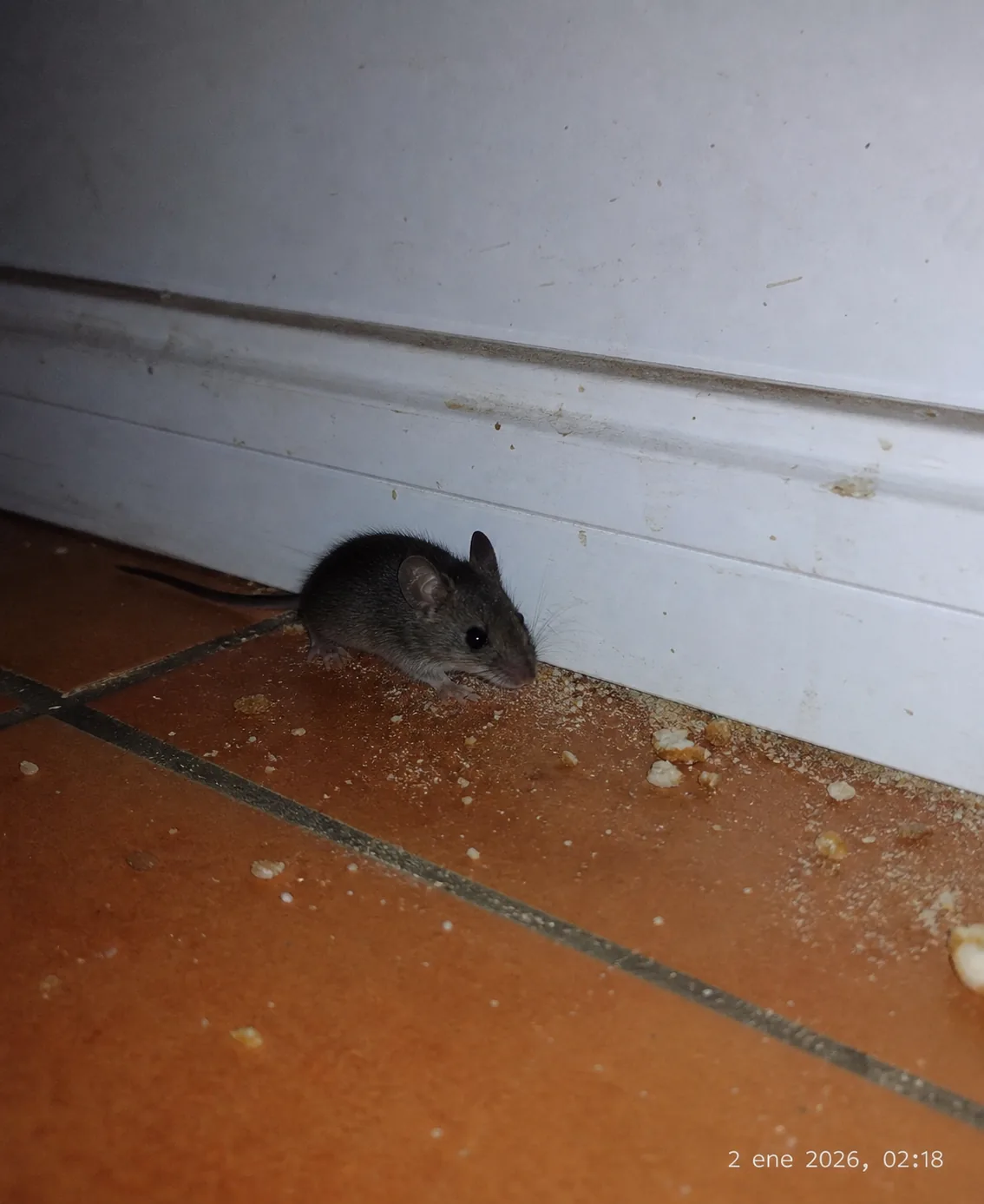 Ratón doméstico junto a un rodapié de la cocina