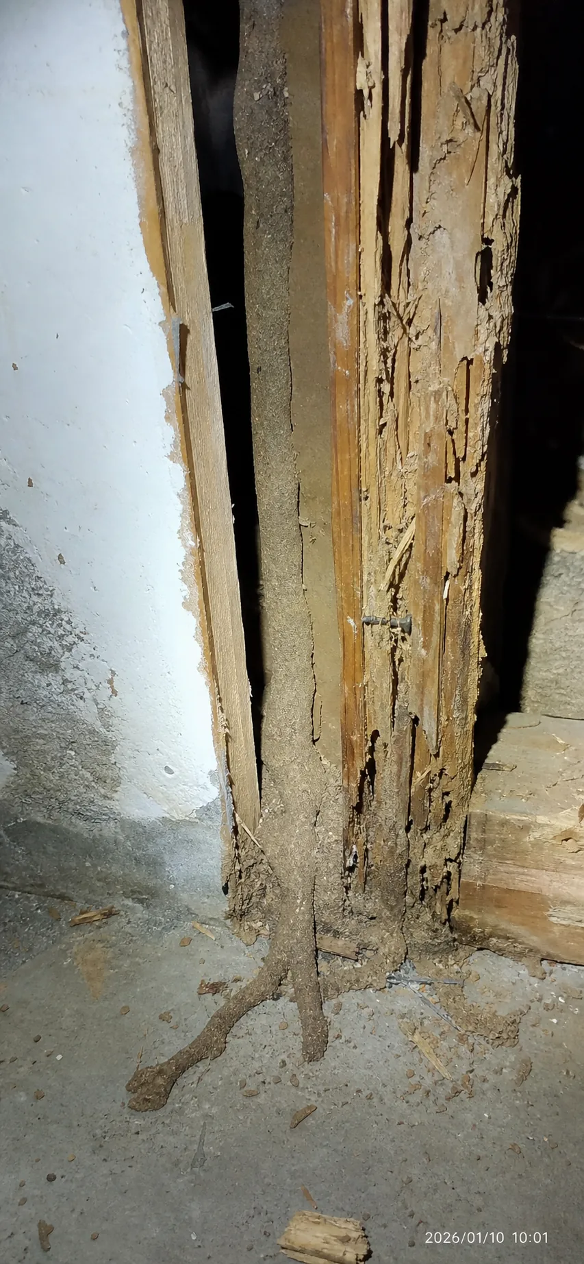 Tratamiento antitermitas en Badalona: inspección de madera afectada