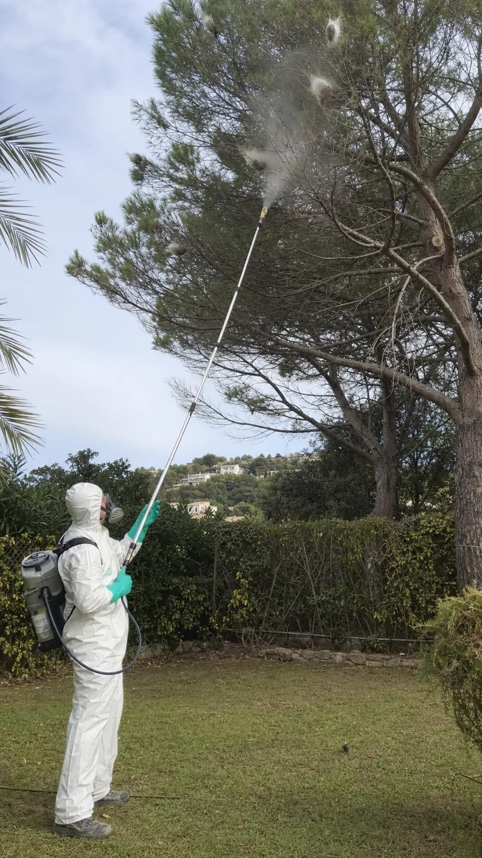 Tratamiento de la procesionaria en Badalona — BadaPest